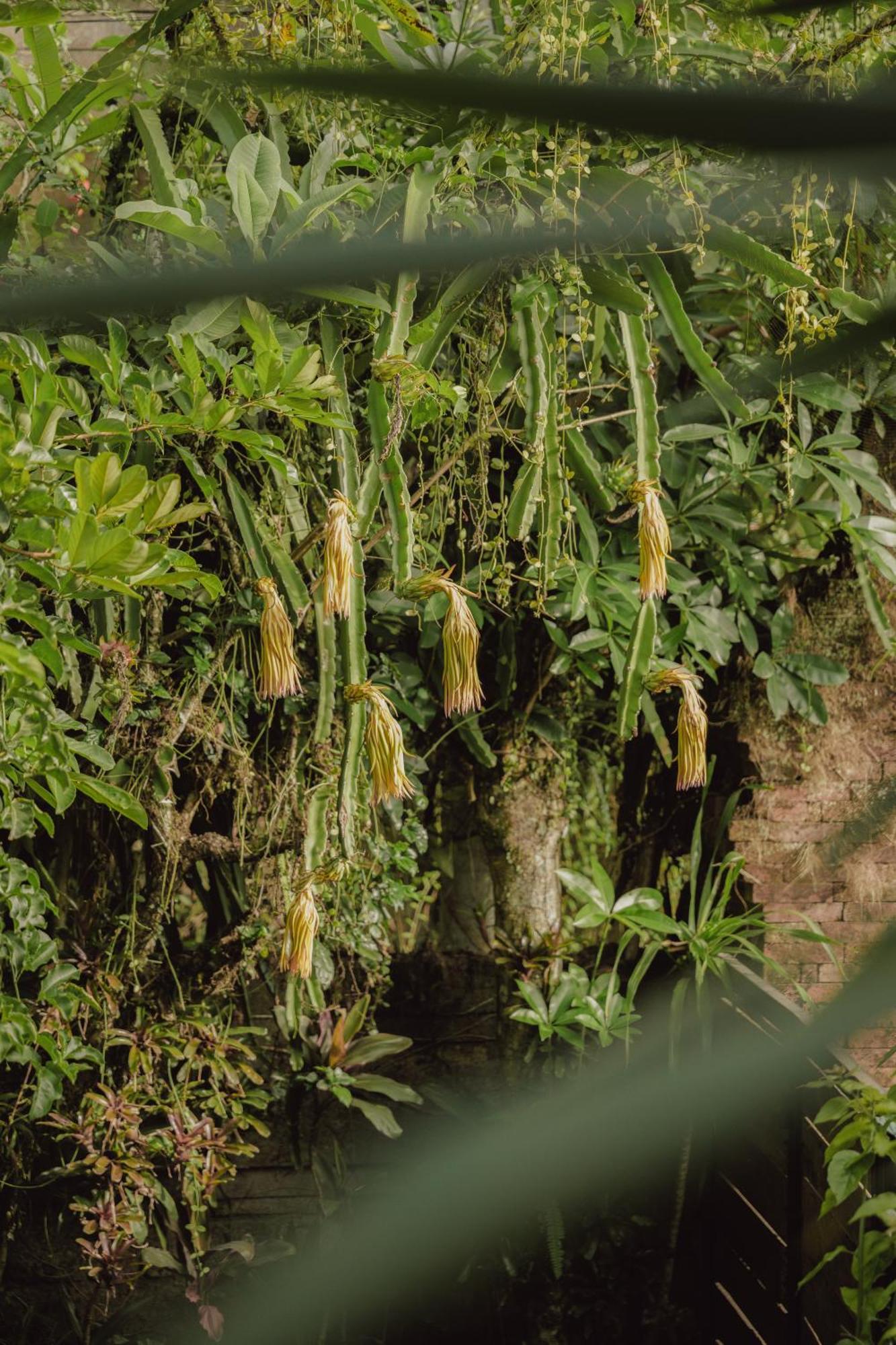 Villa Lumbung Ubud Eksteriør bilde